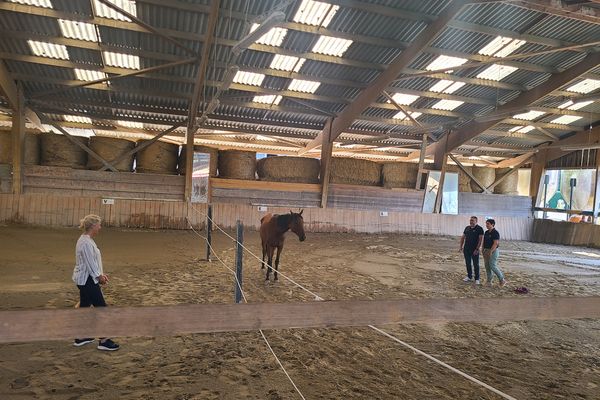 L'équicoaching consiste à travailler à côté d'un cheval, en interaction avec lui, pour apprendre à mieux se connaître soi-même.