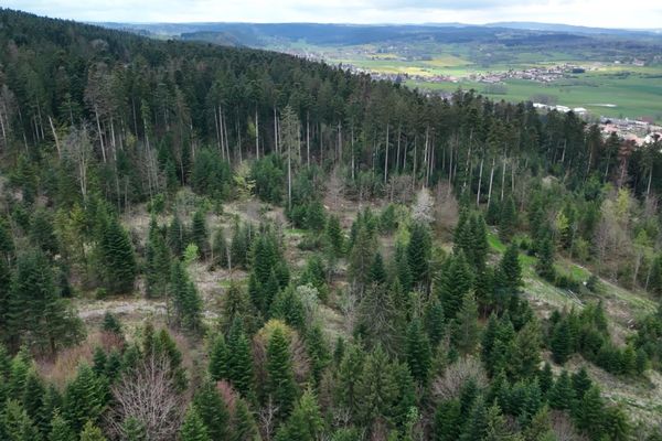 Les forêts du Doubs sont particulièrement fragiles face au réchauffement climatique : les épicéas et les résineux y ont été largement privilégiés dans les années 70