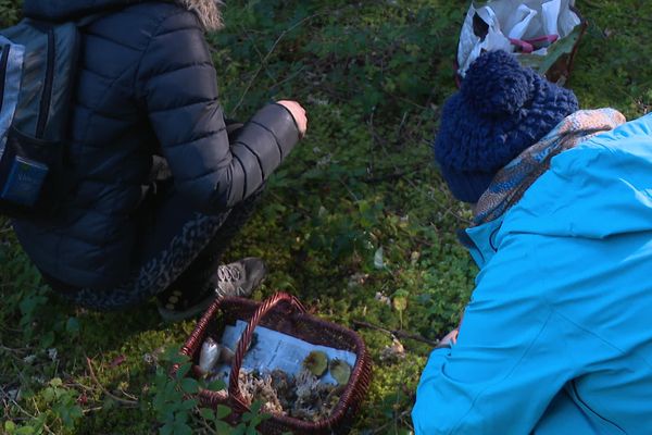 Belle cueillette pour la tradition journée du champignon de la Chapelle-en-Lafaye dans le haut Forez