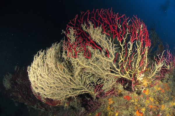 Gorgone de méditérannée décimée par une canicule marine