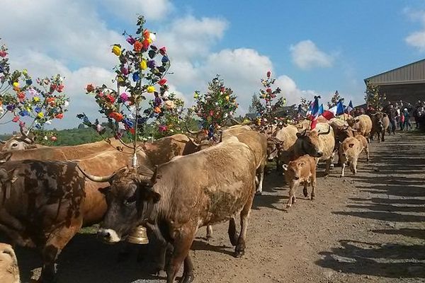 Sur l'Aubrac, la transhumance est l'occasion d'une fête populaire. 