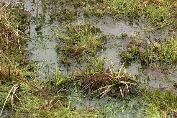 L'une des plus importantes zones humides de Bretagne, la réserve naturelle du Cragou, se trouve dans les Mont-d'Arrée