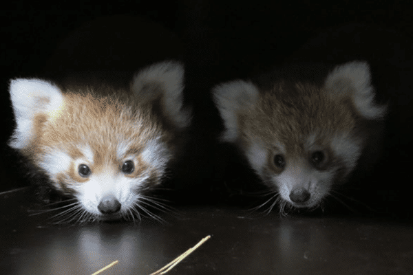 Naissance de deux bébés pandas roux au zoo de Lyon