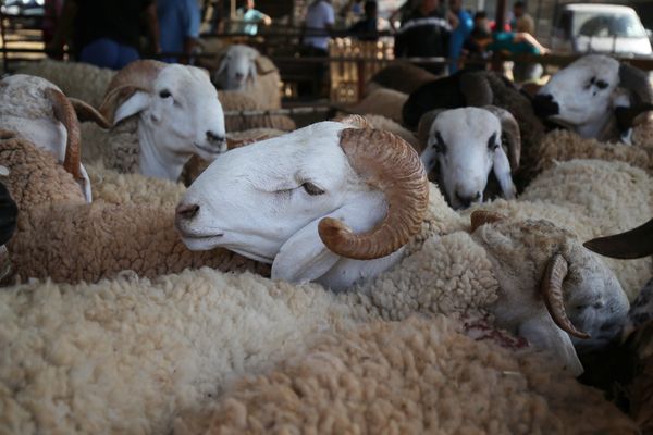 En 2022, dans l'Yonne, 1 059 ovins et 63 bovins avaient été abattus en abattoir agréé.