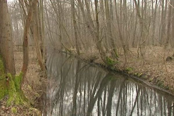 L'Illwald, la réserve naturelle de Sélestat