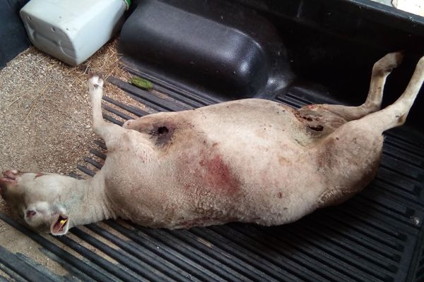 Une brebis a été retrouvée morte ce matin en Lozère, elle a été attaquée par un loup - août 2018