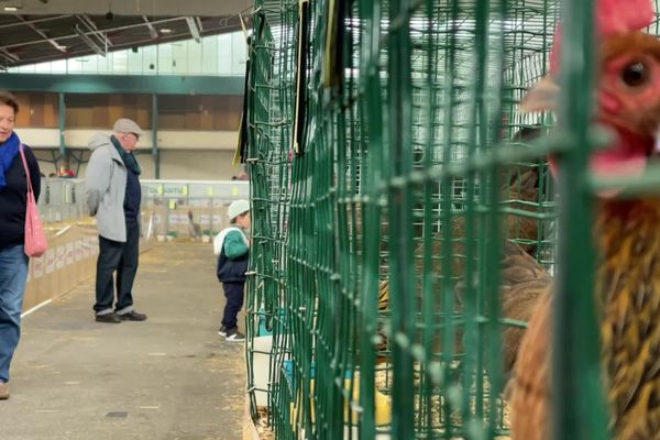 Près de 250 éleveurs ont présenté leurs animaux durant 3 jours à Limoges