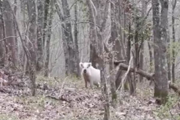 Un Ariégeois a réussi à filmer sa rencontre - rare et insolite - avec un sanglier blanc à seulement 500 mètres de sa maison.