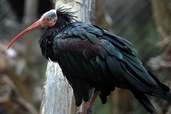 L'ibis chauve a peu à peu disparu du pourtour méditerranéen.