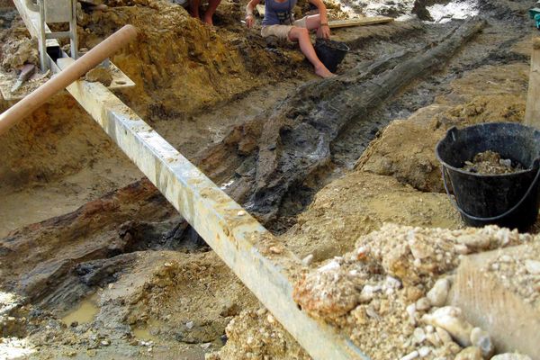 Découverte d'un arbre fossilisé de 130 millions d'années et de plus de 9 mètres de long sur le site d'Angeac-Charente en 2012.