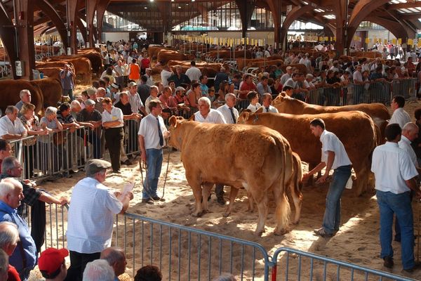 Le festival de l'élevage de Brive se déroule en plein centre ville