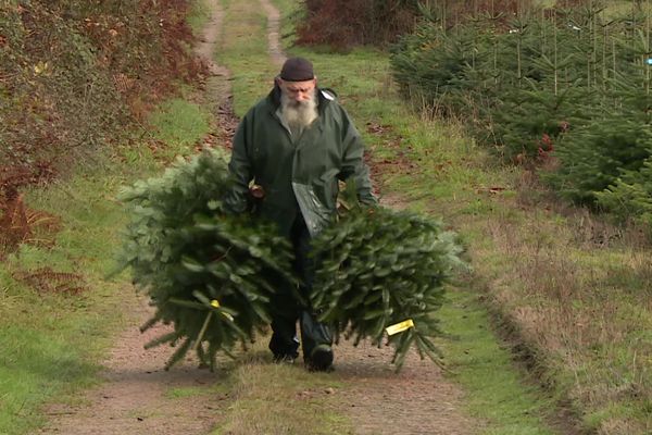 La saison est partie, le Père Noël a du sapin sur la planche