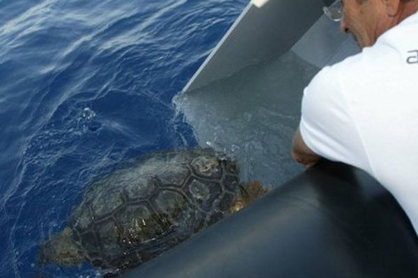 Une tortue caouanne remise à l'eau après une période de convalescence à l'institut océanographique Paul Ricard (septembre 2009)