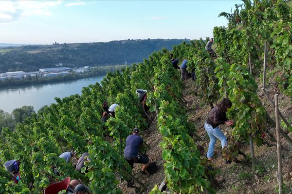 Côte-Rôtie est une appellation de 340 hectares qui se dresse face à Vienne, sur la rive droite du Rhône.