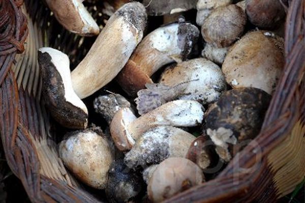 Une corbeille en osier évite aux champignons de fermenter et devenir toxiques