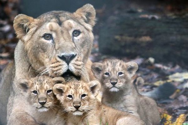 Les lionceaux du zoo de Mulhouse et leur mère Sita