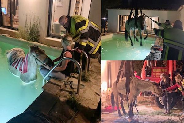 Le cheval était coincé dans la piscine avant l'intervention des sapeurs-pompiers des Bouches-du-Rhône.