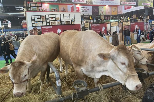 Les animaux de la ferme sont les stars du salon de l'agriculture. Celles et ceux qui s'en occupent et qui façonnent les produits des terroirs aussi.