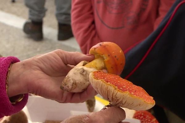 Le premier salon du champignon avait lieu du 5 au 6 novembre 2022 à Chancelade, en Dordogne