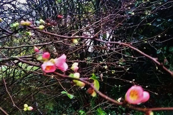 Des arbres en fleur ce 22 décembre 2015