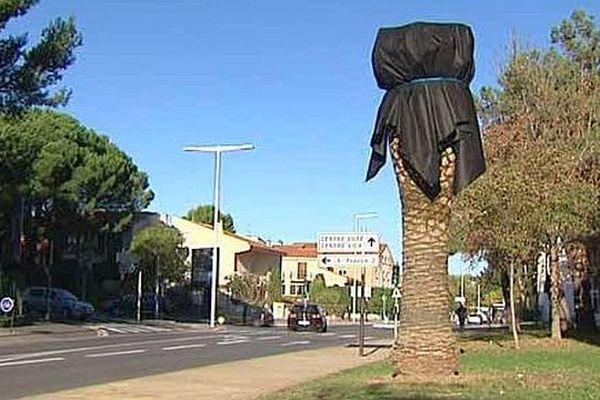 Perpignan - les palmiers de la ville sont attaqués par le charançon rouge - novembre 2015.