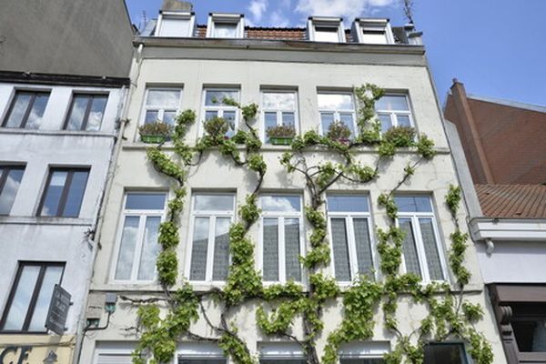 La Ville de Lille mise sur la végétalisation des façades pour ramener la biodiversité dans la commune et créer des ilots de fraîcheur.