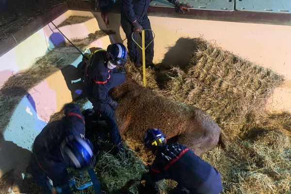 Nouvel Accident A Vence Dans Les Alpes Maritimes On Vous Dit Pourquoi Des Chevaux Tombent Souvent Dans Des Piscines