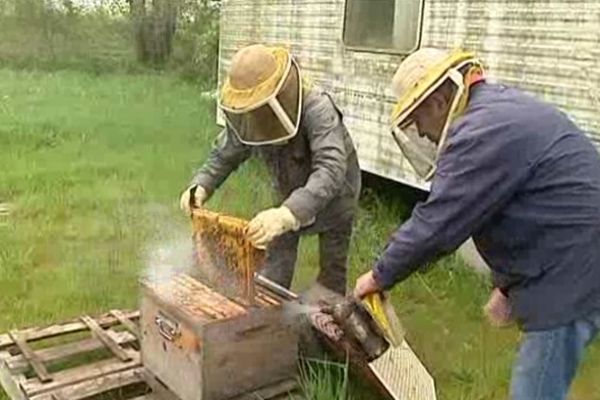 Des apiculteurs du Poitou-Charentes au travail.