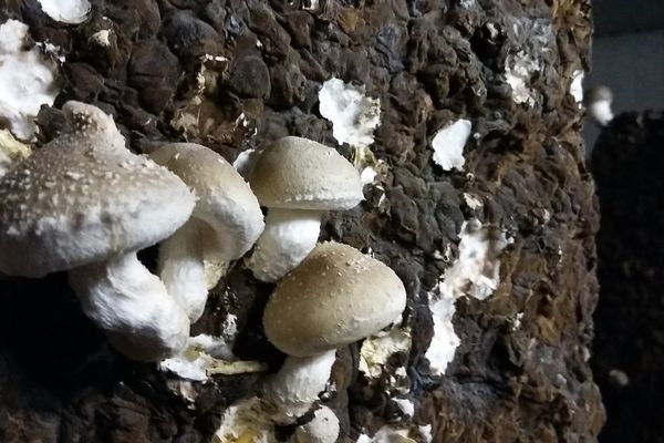 Quelques Shiitake poussant sur une botte de paille mycorisée