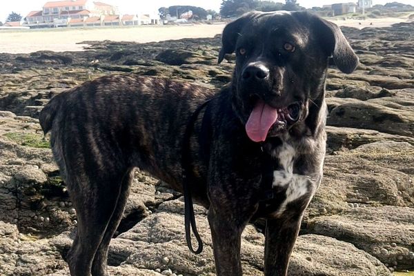 Milly était une jeune Corso âgée de deux ans.