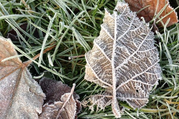 Des feuilles couvertes d'une fine pellicule de givre, à Rouen en 2012. 