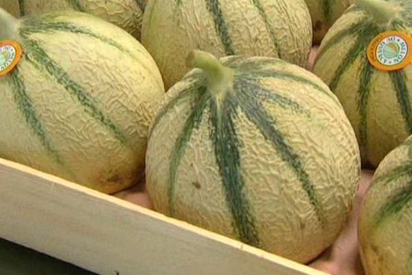 Le melon du Quercy bénéficie d'une Indication Géographique Protégée (IGP).