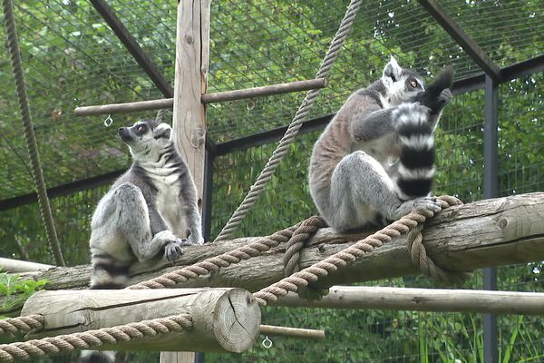 12 lémuriens maki catta du zoo du bassin d'Arcachon ont été accueillis au zoo de Maubeuge.