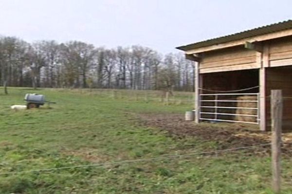 Le cheval était dans son enclos, à Beaumont-les-Randan, dans le Puy-de-Dôme, lorsqu'il a été tué et dépecé, probablement dans la nuit du 16 au 17 décembre.