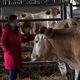 Anne-Cécile Suzanne dans sa ferme de mauves-sur-Huisne (Orne)