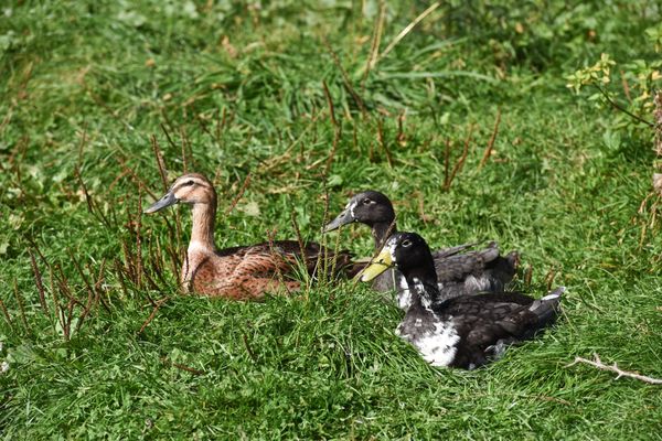 Un élevage de 7000 canards à chair a été contaminé par le virus de la grippe aviaire en Vendée