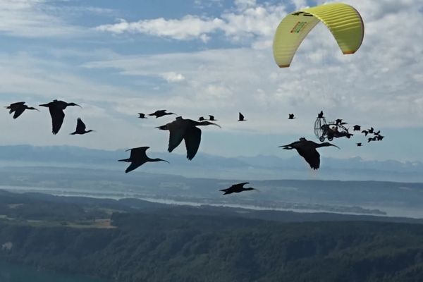 Pour que les 35 oiseaux suivent les ULM, deux jeunes filles les ont recueillis à la naissance et ne les quittent plus, même en vols, lors desquels elles prennent place à l'arrière des appareils.