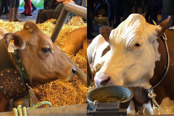 Jupette la Tarentaise face à Flèche la Montbéliarde