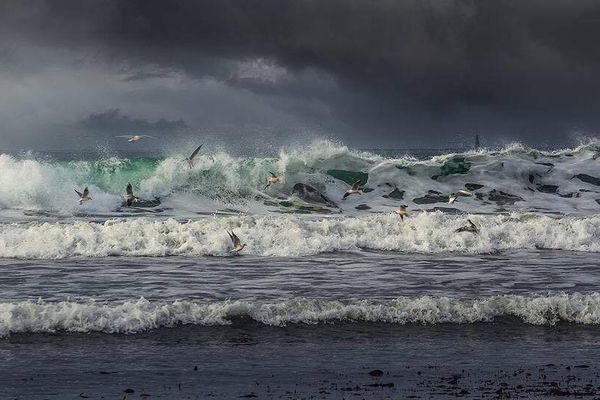 A Quiberon, les oiseaux prennent la vague