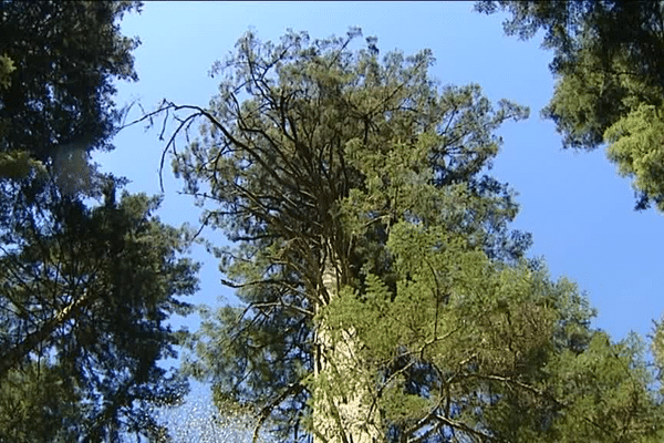 Le magazine En Vadrouille propose de partir à la découverte des arbres présidents de Franche-Comté. Des itinéraires au coeur des massifs de 2, 5, 10 et 26 kilomètres.