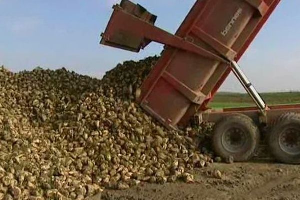 20.000 tonnes de betteraves sont récoltées chaque année dans l'Yonne