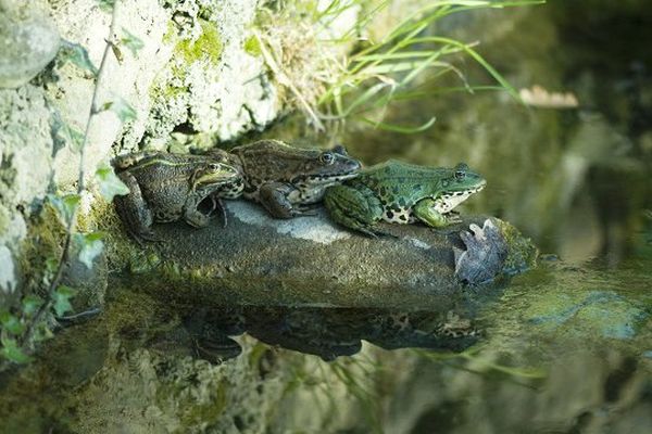 Tête à tête avec les amphibiens à Auch