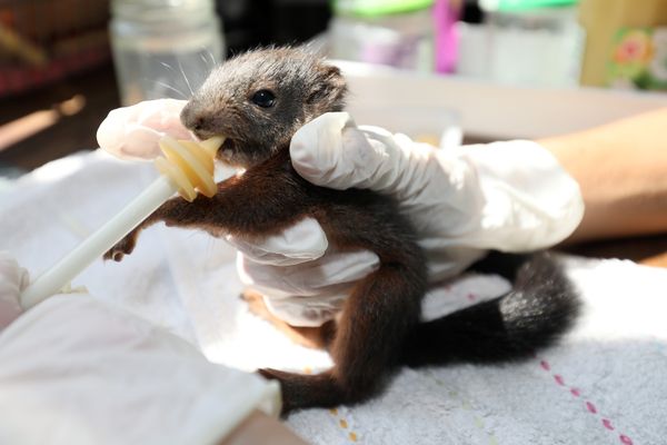 Des soigneurs en train de réhydrater des animaux.