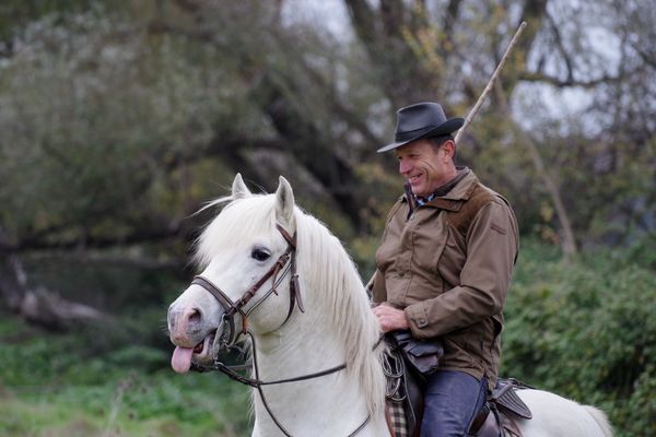 Olivier Fernay et son cheval de race Camargue Café, son partenaire rapide comme l’éclair pour regrouper les taureaux de la manade.