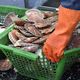 Après une campagne de pêche à la coquille Saint-Jacques de plusieurs mois, les gisements en baie de Seine ferment jeudi 21 mars 2024.