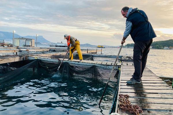 Une ferme d'élevage de poissons à Tamaris, dans le Var.