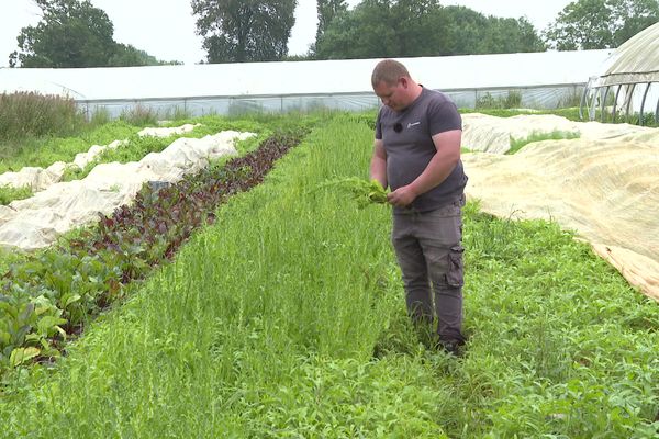 En raison du climat froid et de l'humidité, les récoltes sont mauvaises à l'approche de l'été, et les maraîchers sont en difficulté.