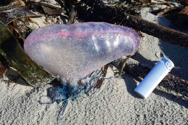 Une physalie ou "Galère portugaise" échouée sur la plage du bourg de Porspoder (Finistère)