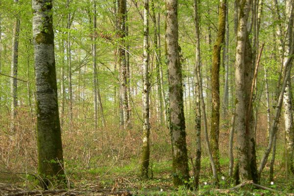 La forêt de l'Abbaye de la Crête, en Haute-Marne. Le département compte 250 000 hectares de forêt, soit 40% de son territoire.