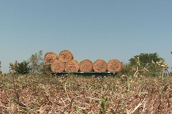 Crevasses et végétaux brûlés : pas de deuxième récolte de fourrage pour certains exploitants catalans.